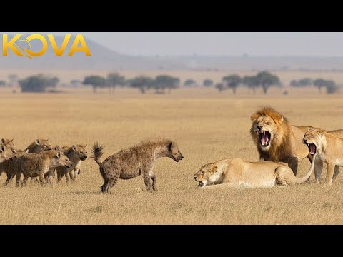 Lion vs Hyena: Savage Clash Over Food and Territory | Animal Fight