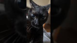 #cat #cute #catvideo #cutecat #funnyvideo #funny #pets