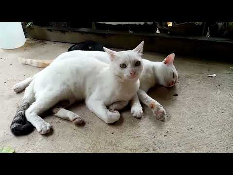 Video compilation of Snowie & Lukki