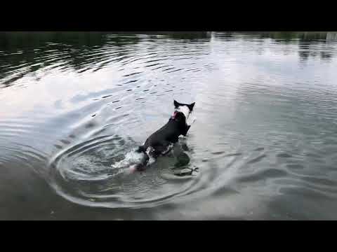 2021-05-24 Sisu swimming at Crooked Foot. Our second day in a row since we were cleared for swimming