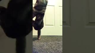 Kick off your Shoes and throw them to the floor #shorts #funny #humor #ferret ￼