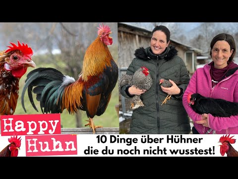 10 Dinge über Hühner die du noch nicht wusstest! Hühnerwissen mit Karin und Verena - HAPPY HUHN E68