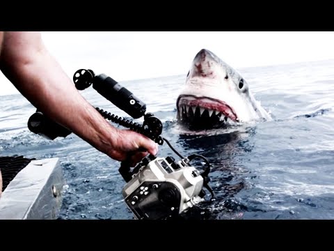 8 Times Wild Animals Surprised Photographers