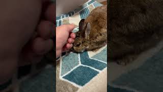 うさぎを撫でるだけの25秒間 #ネザーランドドワーフ #うさぎパパ #rabbit #うさぎ #cute