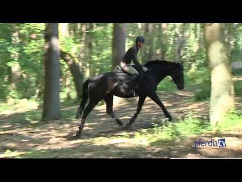 Losgelassenheit & Dehnungshaltung an der Hangbahn erarbeiten | Kurd Albrecht von Ziegner