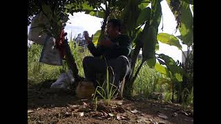 Download lagu Amat Terkukur - Sedikit ilmu untuk dikongsi, Cara Dan tip2 untuk pulihkan pikat Terkukur kalah laga. mp3 Download lagu Amat Terkukur - Sedikit ilmu untuk dikongsi, Cara Dan tip2 untuk pulihkan pikat Terkukur kalah laga. mp3