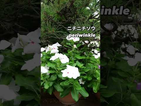 キョウチクトウの成長を促進し、健康を維持できる肥料は何ですか?  庭園