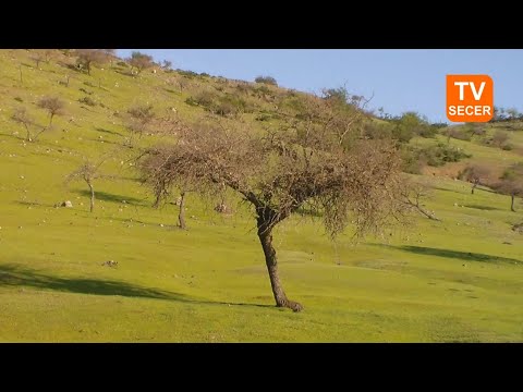 El Parrón (Rauco) - Región del Maule [12/09/2015]