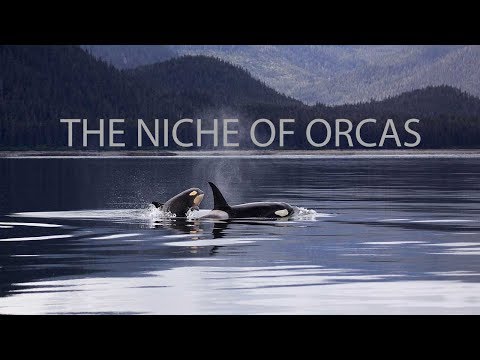 download lagu mp3 mp4 Bottlenose Dolphin Niche, download mp3 Bottlenose Dolphin Niche free download, download mp3 Bottlenose Dolphin Niche
