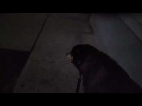 Late night walk with Buster. 🌙