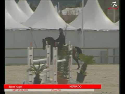 Stall NAGEL Holsteiner Hengst NERRADO v. Nekton 1