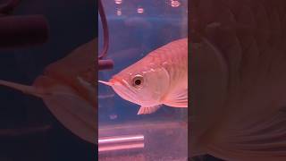 Download lagu RTG arowana ₹14000 mp3