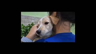 Video preview image #1 Golden Retriever-Unknown Mix Puppy For Sale in Seattle, WA, USA