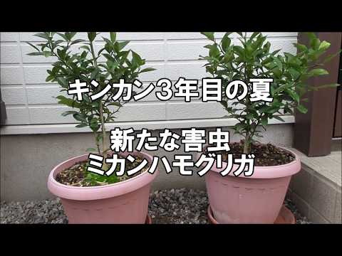 果物の種からキンカンを育てる方法は?  庭園