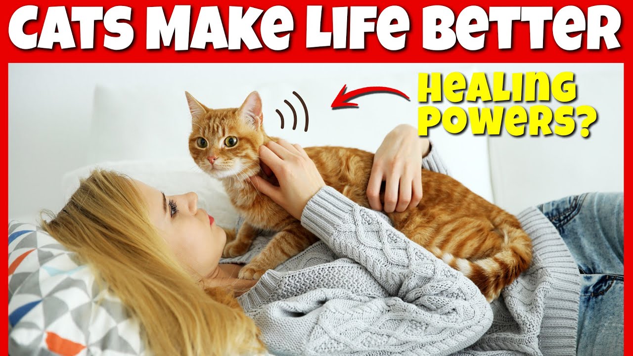 9 Scientific Ways That Cats Make Life Better