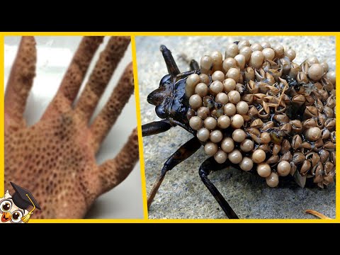 10 poisonous animals found in houses