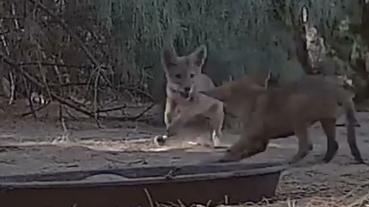 S3E16: A moment of play with a couple of coyote pups