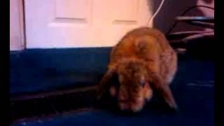 Wiggles bunny hopping ;)