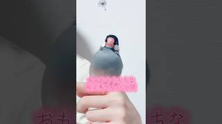 おもち(*´ω`)ﾓﾁﾓﾁ #bird #かわいい #javasparrow #癒し #birds #可愛い #ペット #動物 #文鳥 #cute #桜文鳥