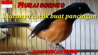 Download lagu MURAI BATU BORNEO COCOK BUAT PANCINGAN MURAI YANG ... mp3