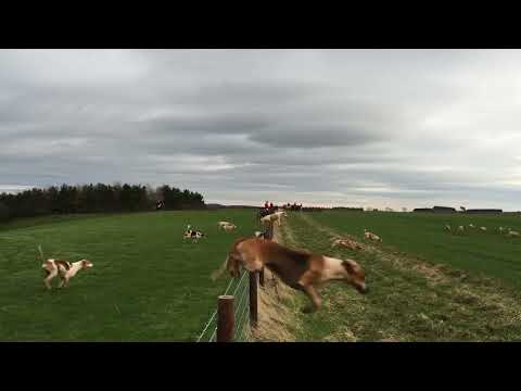 Fox hunting with hounds