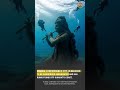Dwarka Is Found Submerged ️ Video Bharat Motivation Song Reels Youtube Youtubeshorts India