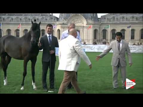 2nd Place N.74 MARIUS MADONNA K.A. - Chantilly 2015 ABCE - Colts Championship (Class 15)