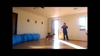 Brain Training For Dogs - Unique Dog Training Course! Easy Sell! (view mobile)