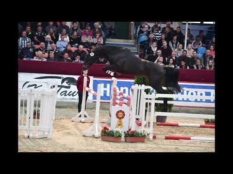 Hieronymo (Hengst, DSP, 2017, Herald x Classe x C-Indortro)