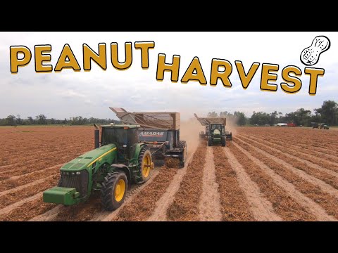 Picking Peanuts in The South