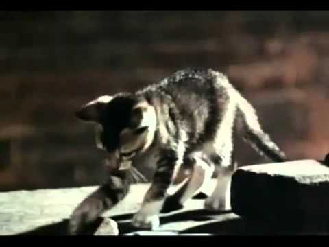 Bruce Lee vs Chuk Norris ( HD ).avi