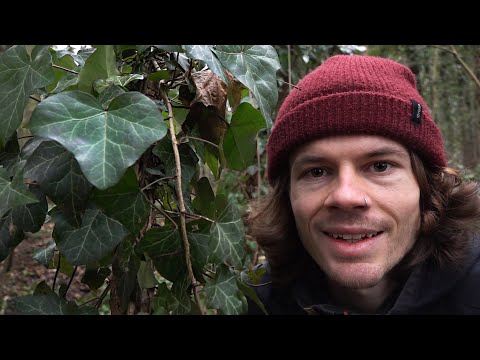 Tropische Liane und Lufterfrischer: Der Efeu - Standort, Merkmale, Ökologie, Studien, Verwendung