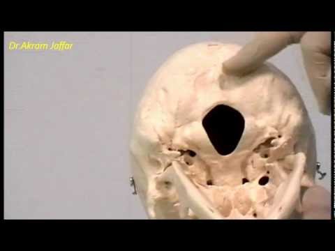 Osteology Of The Skull: 3 Posterior View 