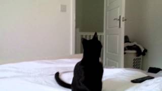 Monty the monster goes crazy!