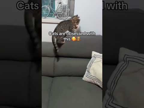 The Toy That Turns Cats Into Hunters 🐾🐦