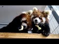 Red panda couple is eating apple