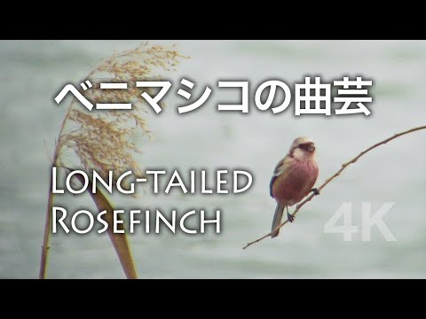Červenák mlynárkovitý (Carpodacus sibiricus) — starostlivosť, voliéra a kŕmenie