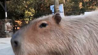 Cover art for capybara ok i pull up