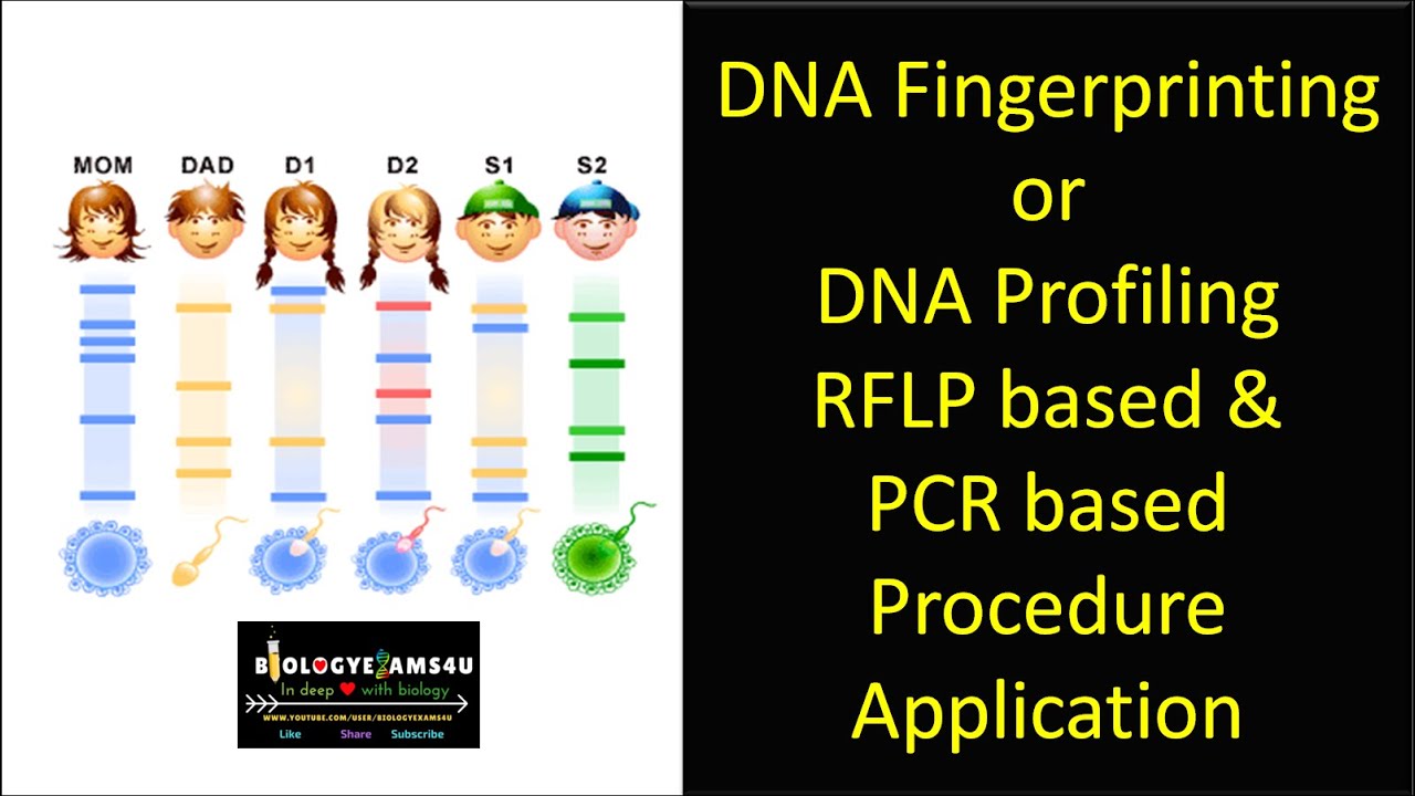 DNA Fingerprinting or DNA Profiling Steps ||  RFLP based & PCR based DNA Fingerprinting  Application