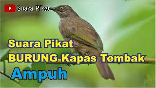Download lagu SUARA PIKAT KAPAS TEMBAK AMPUH mp3