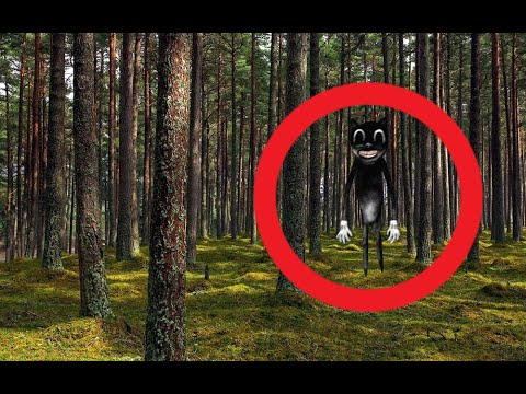 5 CARTOON CAT CAUGHT ON CAMERA & SPOTTED IN REAL LIFE!