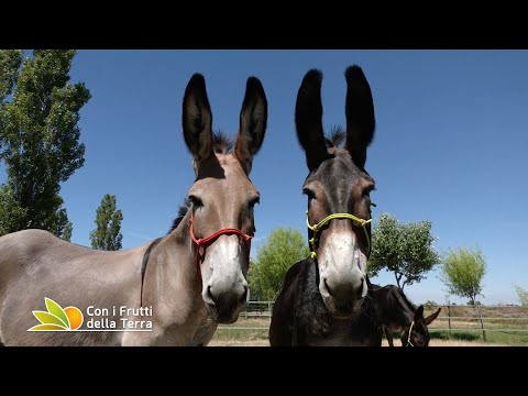 L'Asino Romagnolo è salvo
