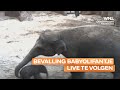 Olifant Bangka bevallen in Diergaarde Blijdorp: 'Zorgzame moeder'