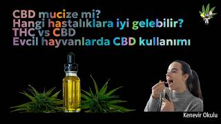 CBD vs THC: Vücudumuzda Neler Oluyor? | Epilepside umut:CBD? Hayvanlarda Etkiler