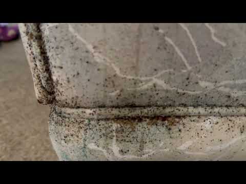 Couch Taken Over by the Bed Bugs in Bernardsville, NJ