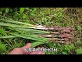 山野药村植物“仙茅”，有人称为“肾阳草”，酿酒风味独特