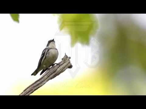 Horárik topoľový (Setophaga cerulea) — správanie, biotop a hlas