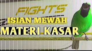 Download lagu Masteran Dan Terapi Cucak Ijo Drop Mental,Birahi Melet & Macet Bunyi Dengar ini Auto Langsung Nyaut. mp3