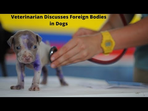 Veterinarian Dr. Eric Discusses Gastrointestinal Obstructions in Dogs (Ingestion of Foreign Bodies)