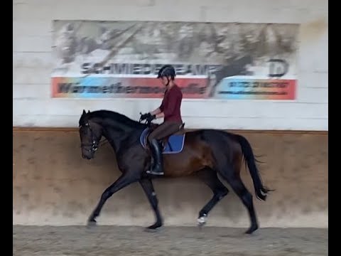 Down Under  3jähriger Hengst vom Don Martillo